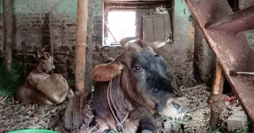 जुम्लामा लम्पी स्कीन रोगले तीन सय ६५ पशु मरे